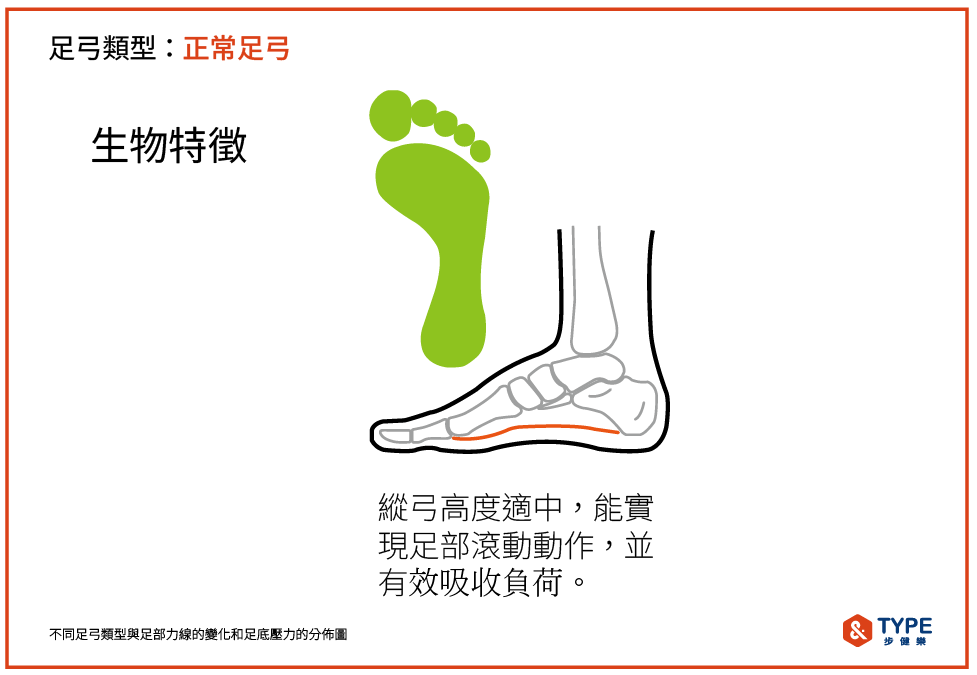 健康足弓的特徵
